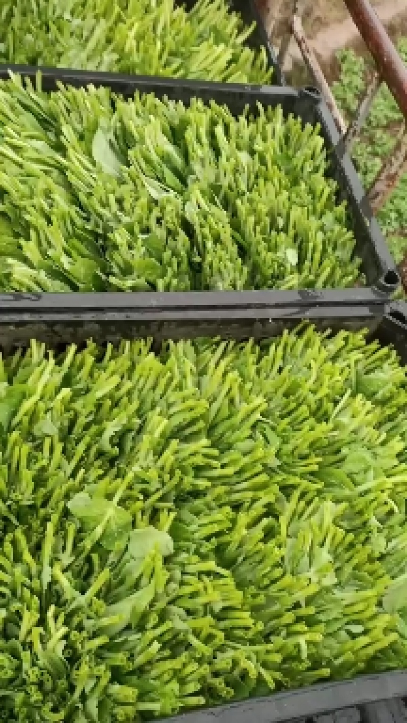 精品豌豆尖诚意预售，产地、量大的来！十月开始起量
