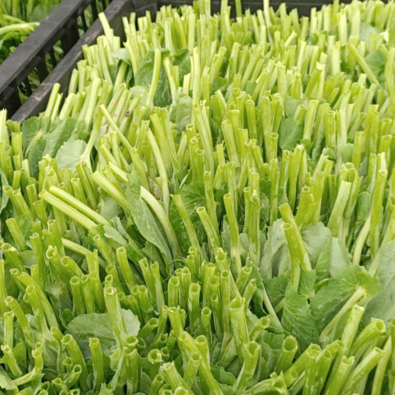 精品豌豆尖诚意预售，产地、量大的来！十月开始起量