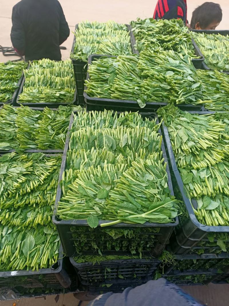 精品豌豆尖诚意预售，产地、量大的来！十月开始起量