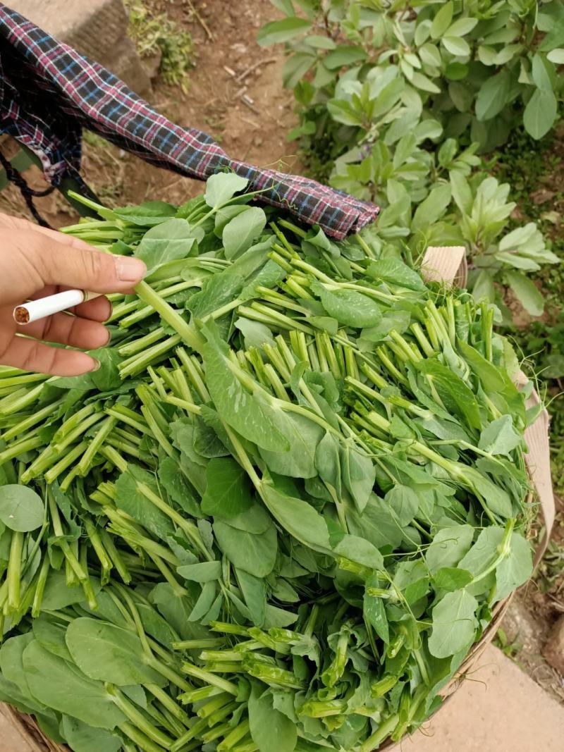 精品豌豆尖诚意预售，产地、量大的来！十月开始起量
