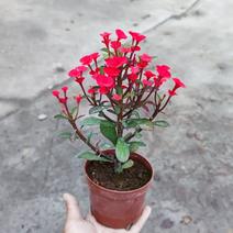 稀有新品种红色无刺虎刺梅盆栽铁海棠四季常年开耐晒耐热阳台