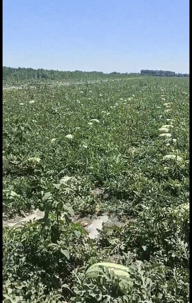 新疆【宁夏西瓜金城五号产地直销】大量上市