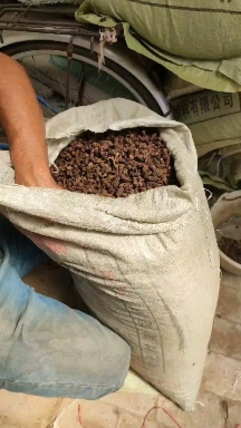 我这里有大量桑葚干等待出售