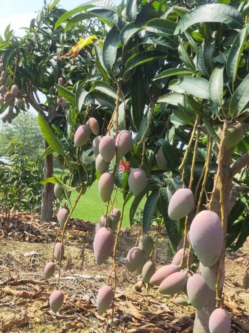 贵妃芒果