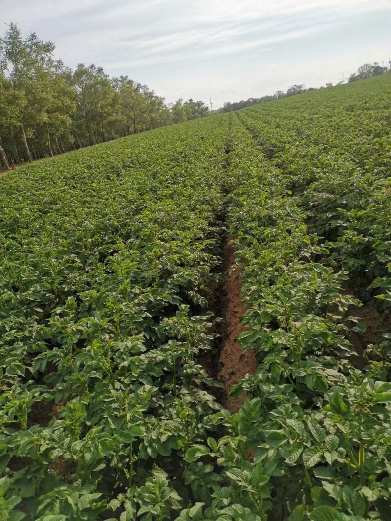 河北青椒，绿椒，已大量上市，有需要的客户通过一亩田联系