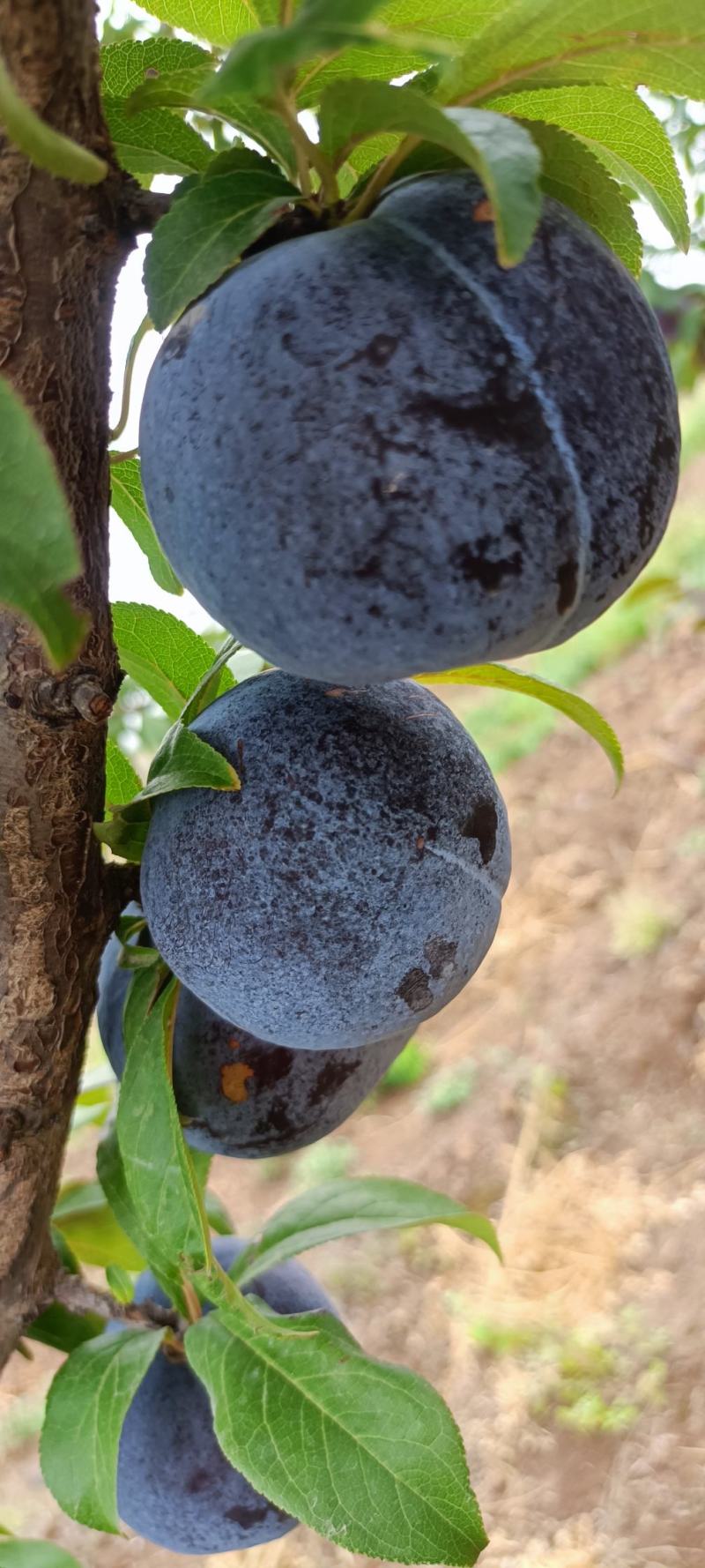 礼泉黑总统，巨梨，黑宝石大量上市