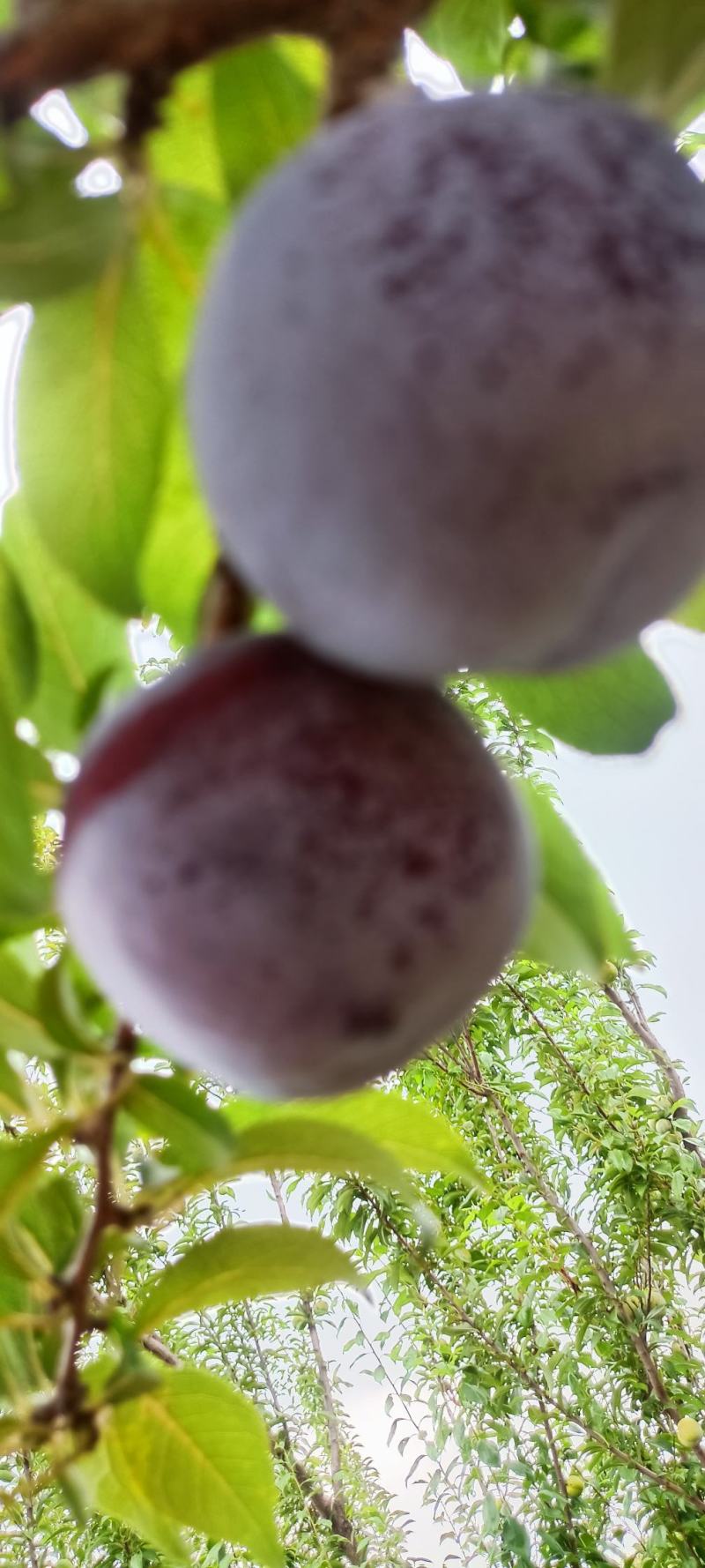 礼泉黑总统，巨梨，黑宝石大量上市