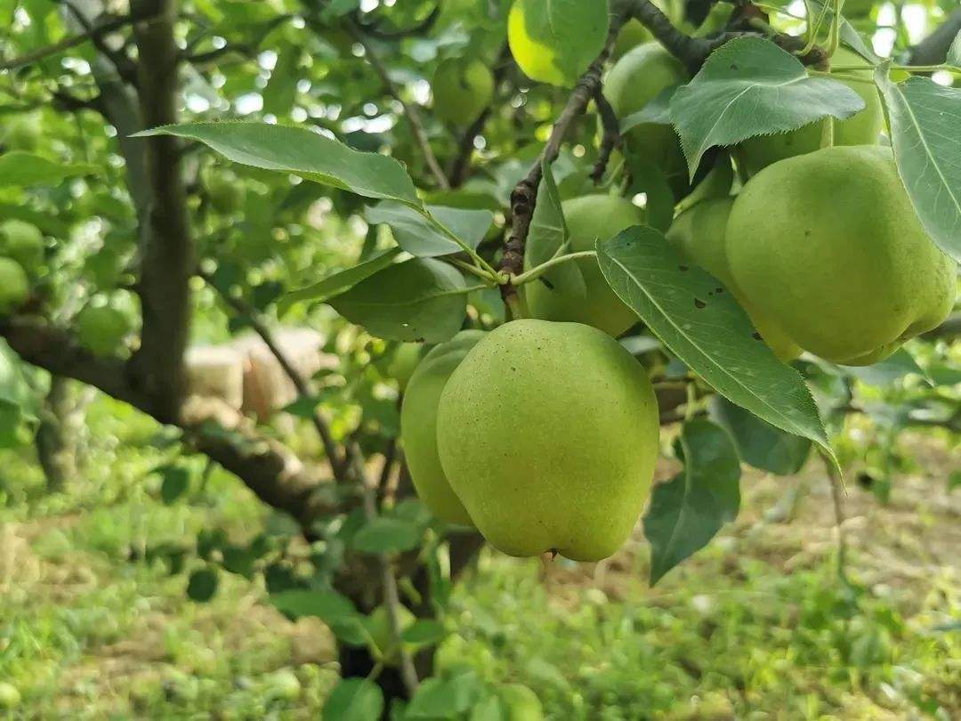 新鲜苹果与不新鲜苹果对比图