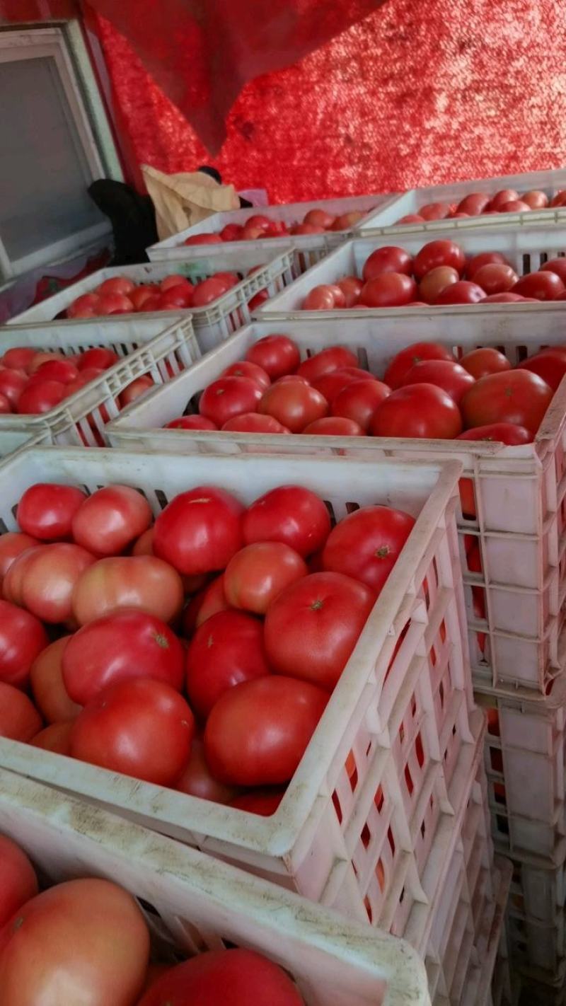 精品硬粉西红柿个大圆正一手货源质量保证货源充足周期长