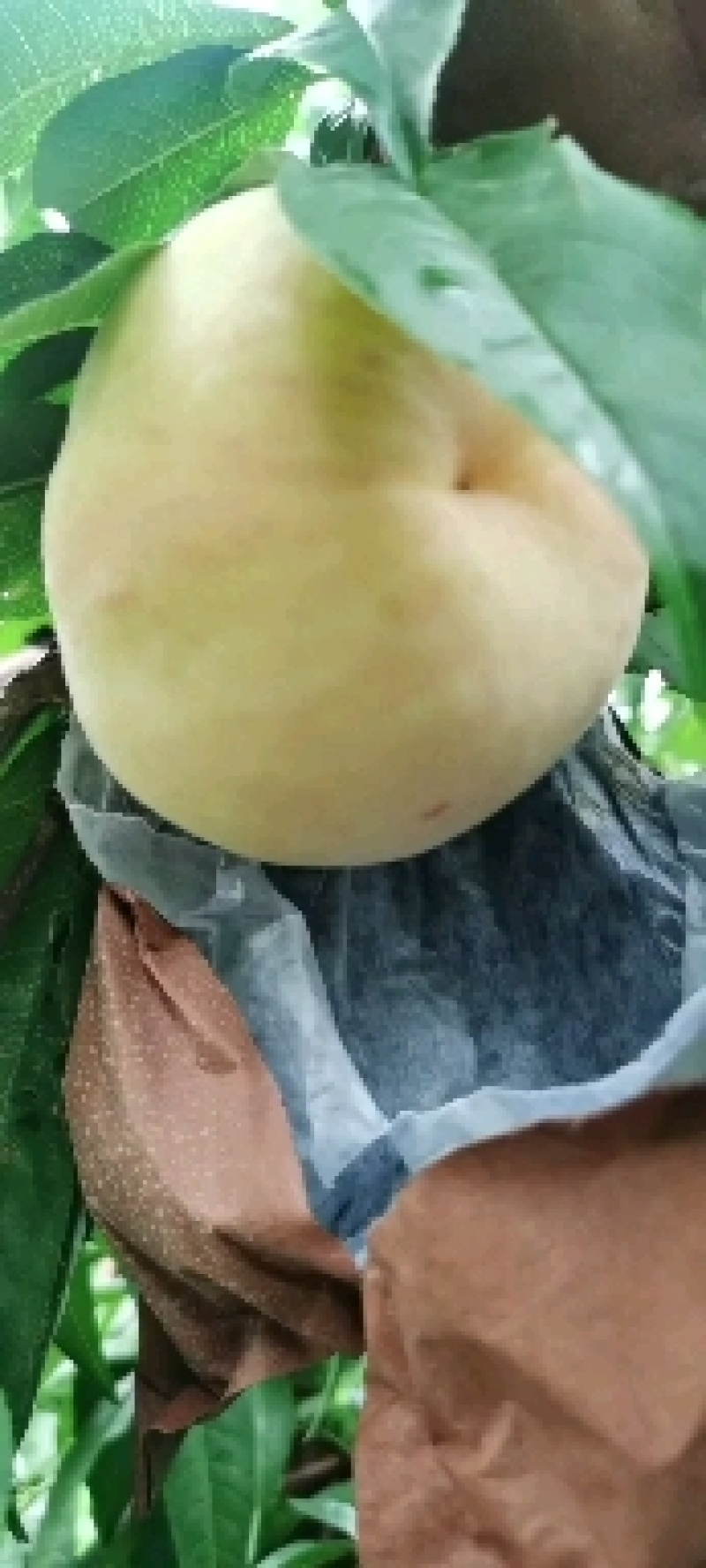 河南内黄优质黄金蜜四号号锦绣黄桃种植基地欢迎订购