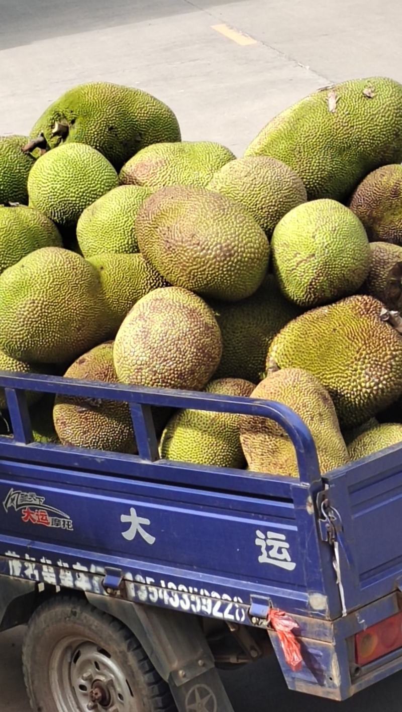 产地大量菠萝蜜果园直供质优价廉