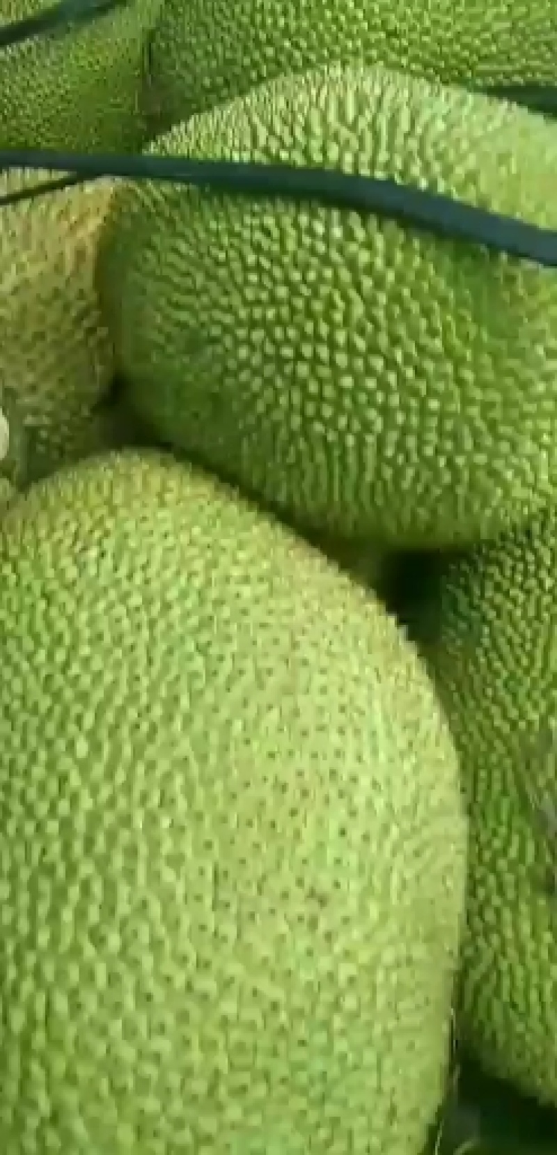 产地大量菠萝蜜果园直供质优价廉