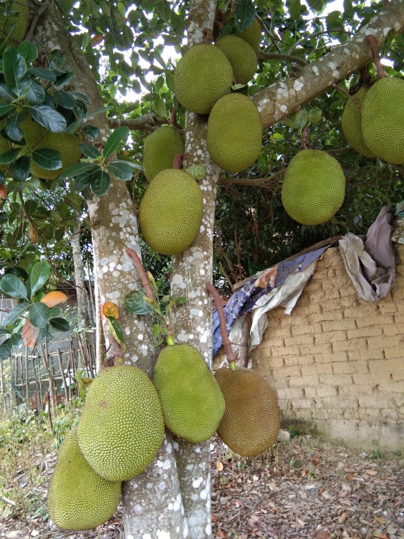 产地大量菠萝蜜果园直供质优价廉