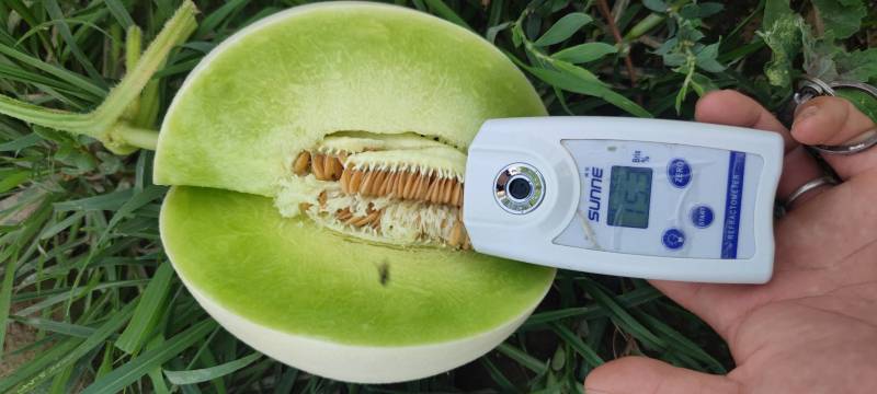 精品正圆玉姑果面干净