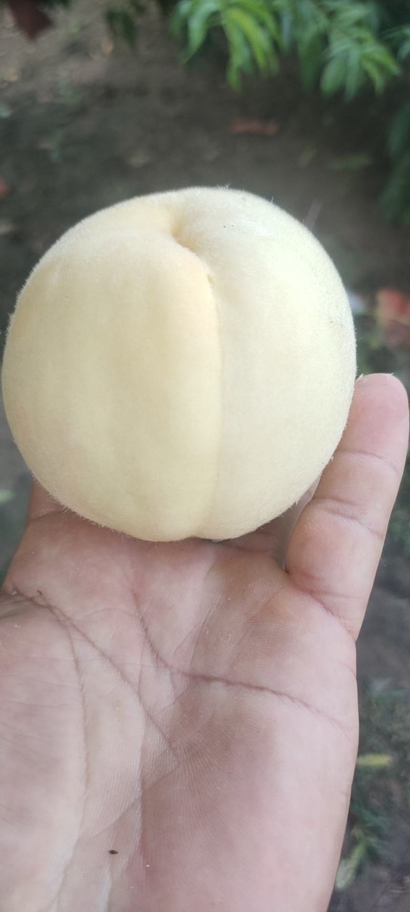 永连蜜水蜜桃中桃5