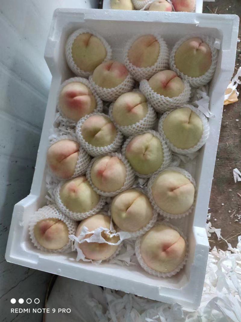 永连蜜水蜜桃中桃5