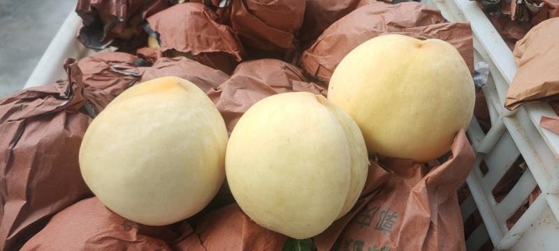 永连蜜水蜜桃中桃5