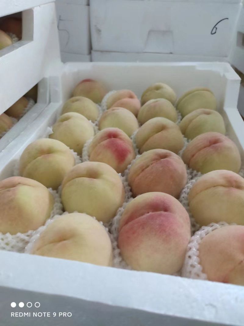 永连蜜水蜜桃中桃5