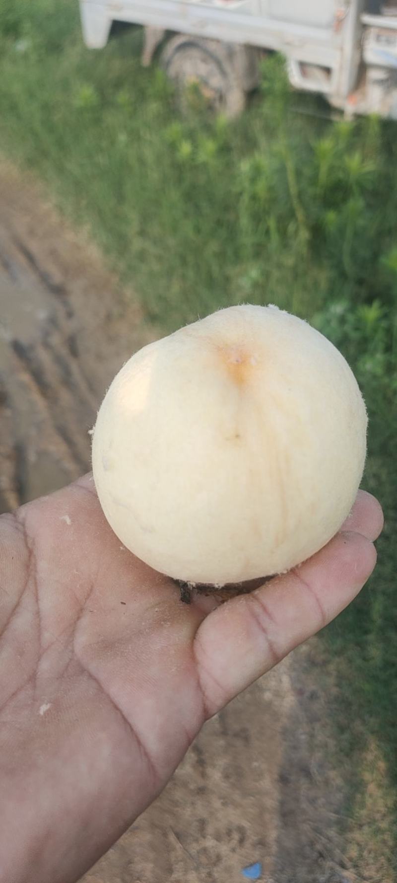 永连蜜水蜜桃中桃5