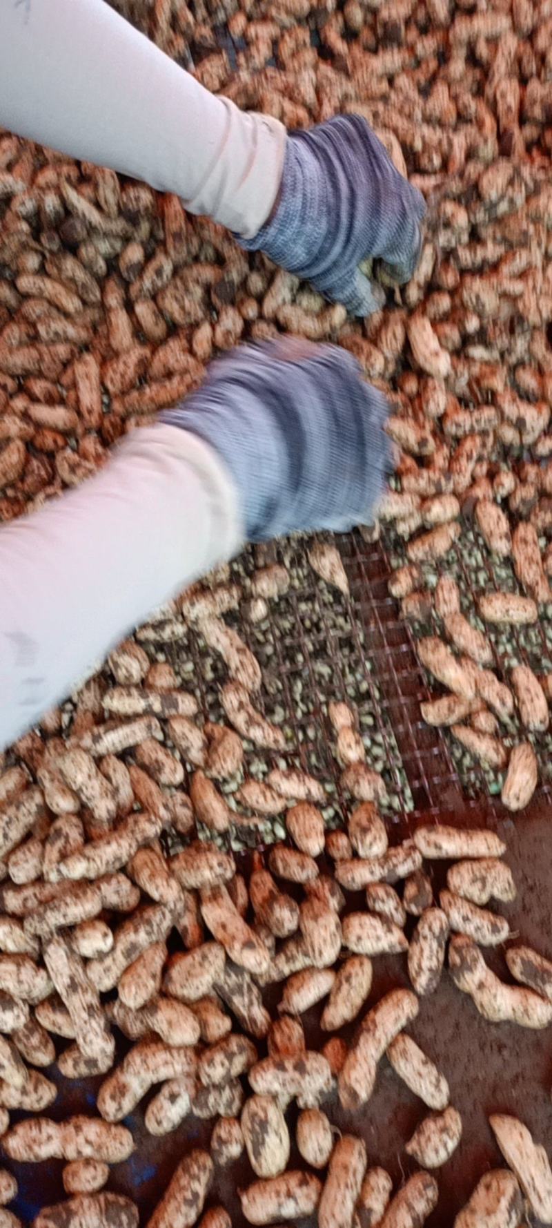 徐州精品四粒红鲜花生