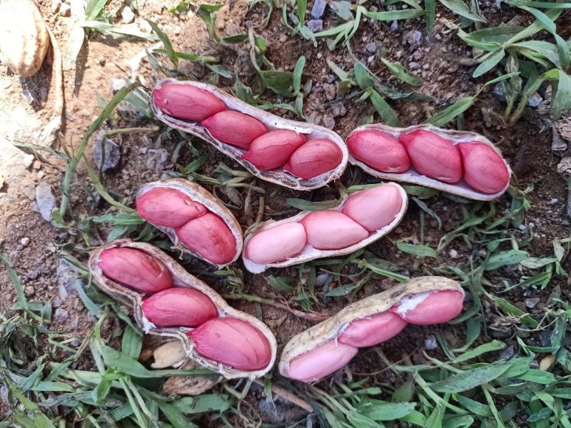 徐州精品四粒红鲜花生