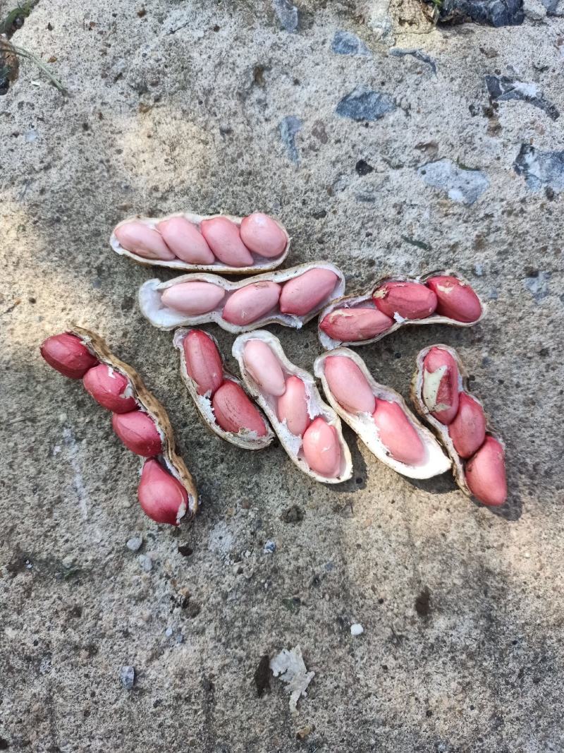 徐州精品四粒红鲜花生