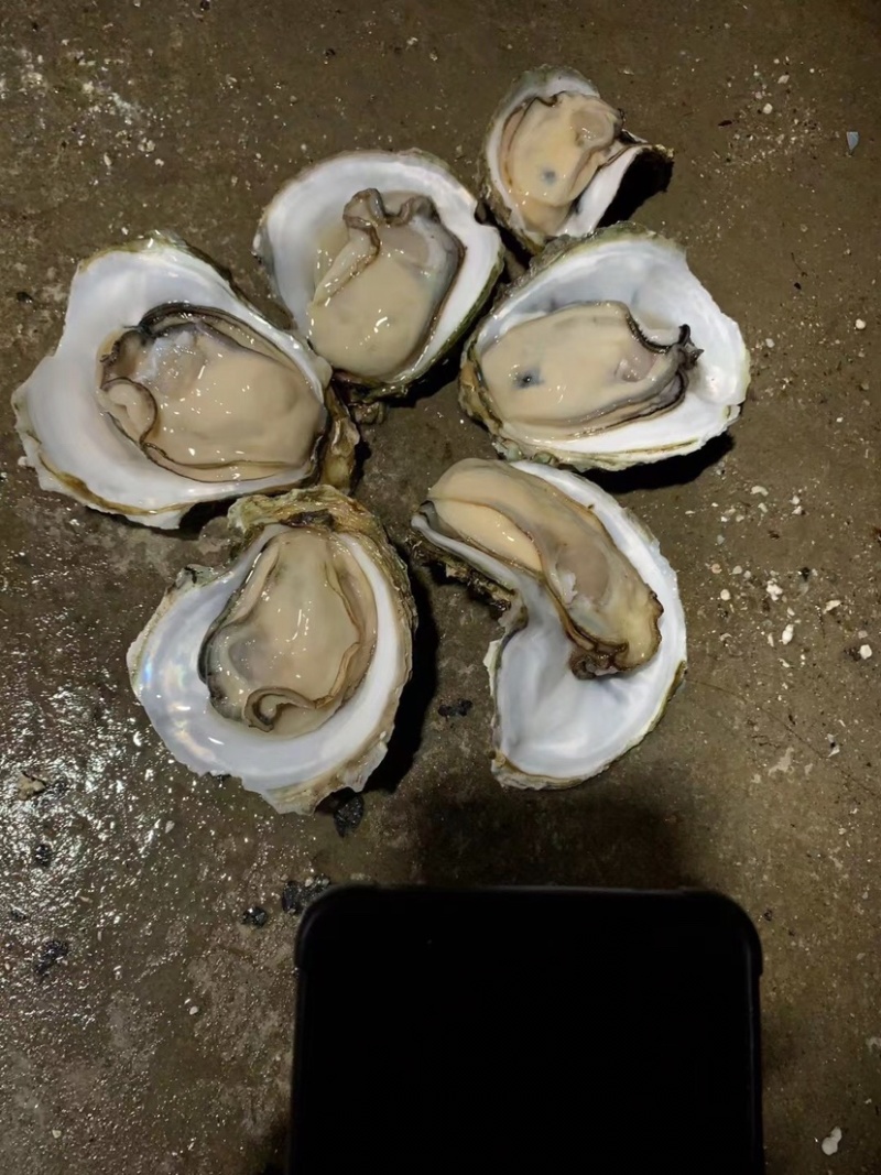 湛江生蚝白蚝，三部体都有
