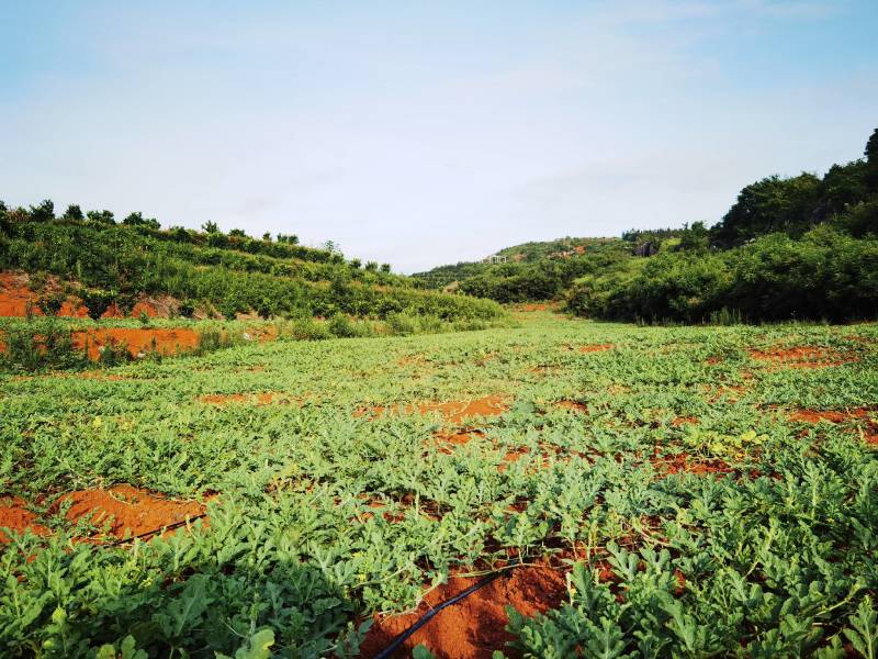 （7月底开园）湖南宁远高山黄土麒麟瓜