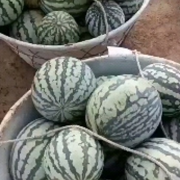 有子美都西瓜
