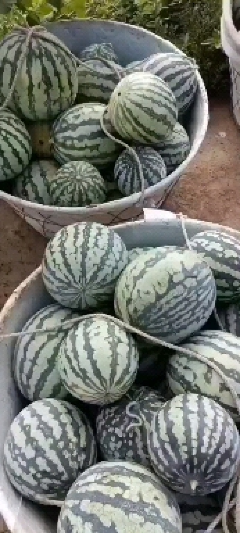 有子美都西瓜