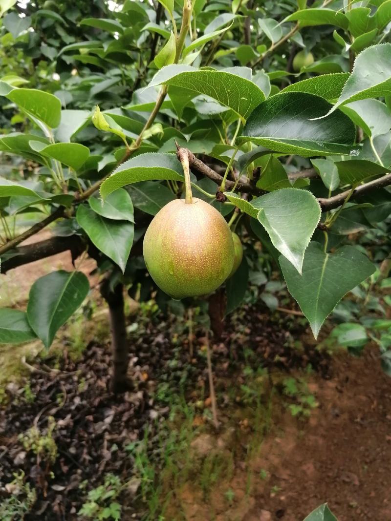 我处大面积新梨七号基本成熟，不抹药绿色食品寻求客商光顾。