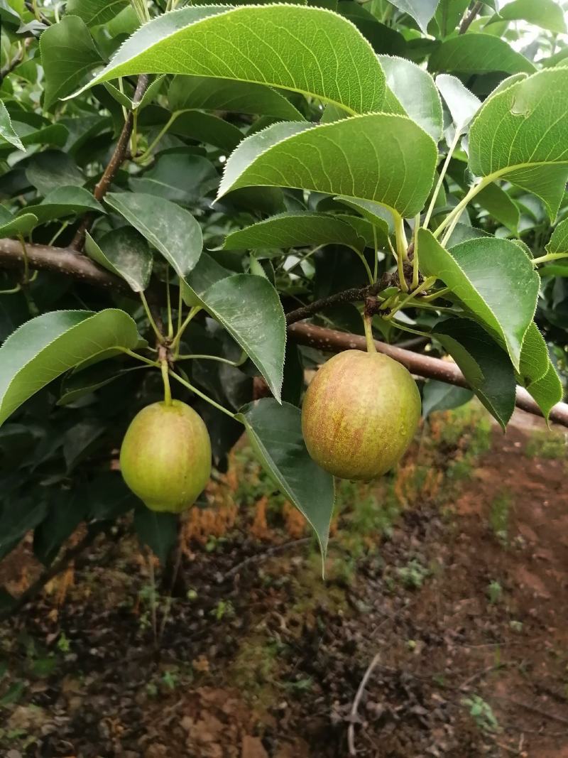 我处大面积新梨七号基本成熟，不抹药绿色食品寻求客商光顾。