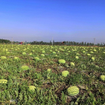 宁夏晒砂瓜金城5号大量现货开始预定了