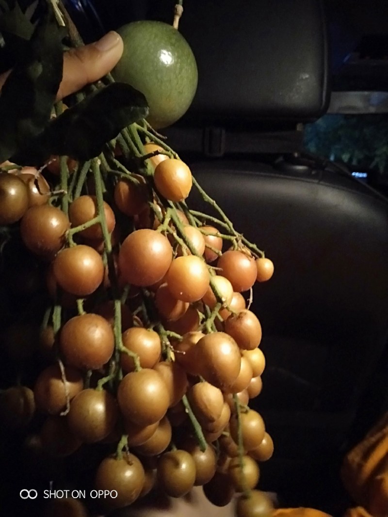 黄皮果