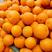 湖北秭归夏橙橙子汁水丰富大量上市产地直发果大皮细口感纯甜