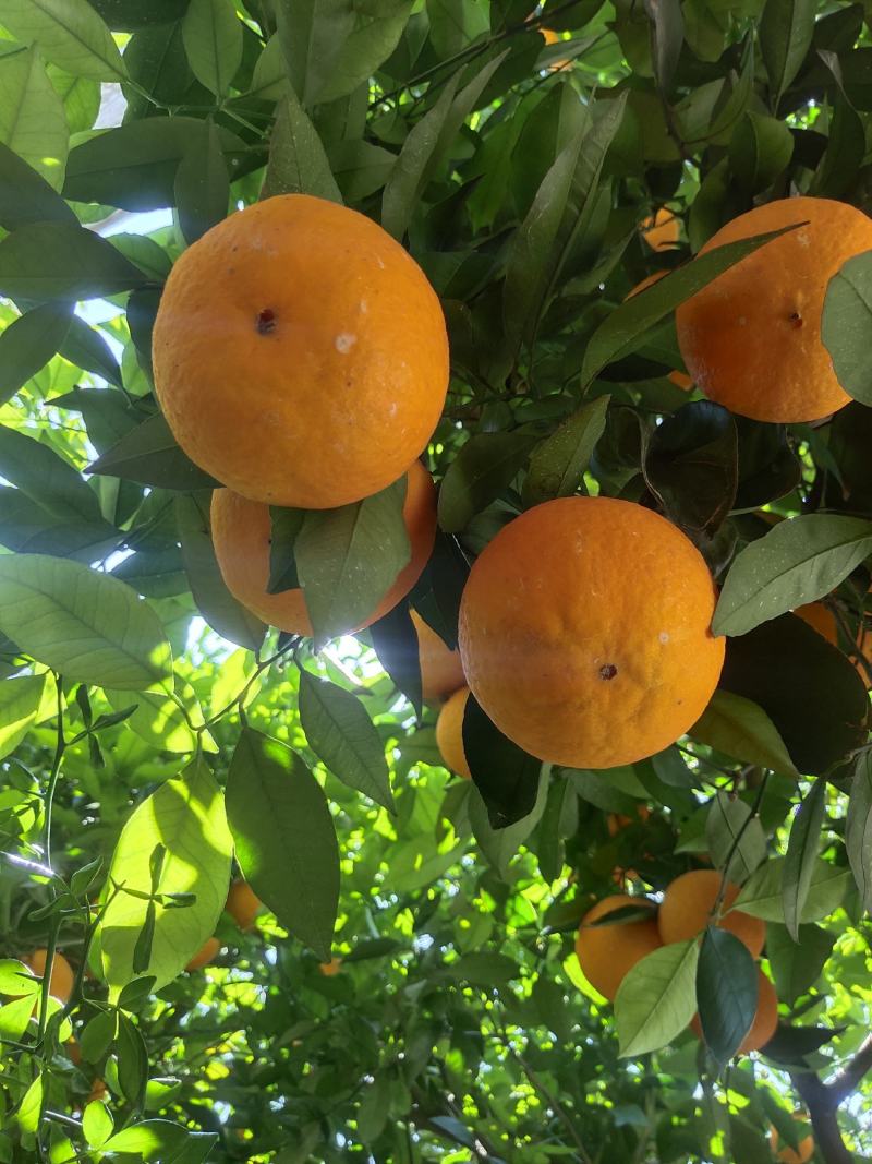 湖北秭归夏橙大量上市，果大皮细，口感纯甜