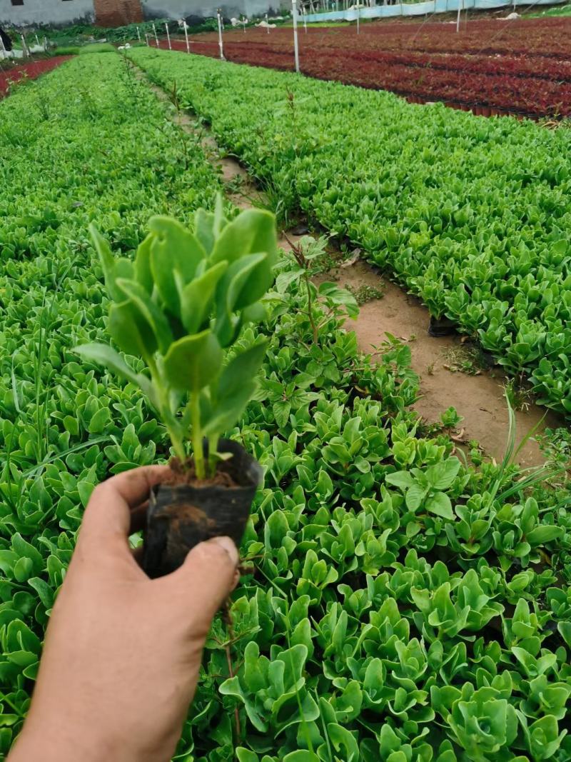 精品八宝景天大量上市，基地直发直销，欢迎选购！