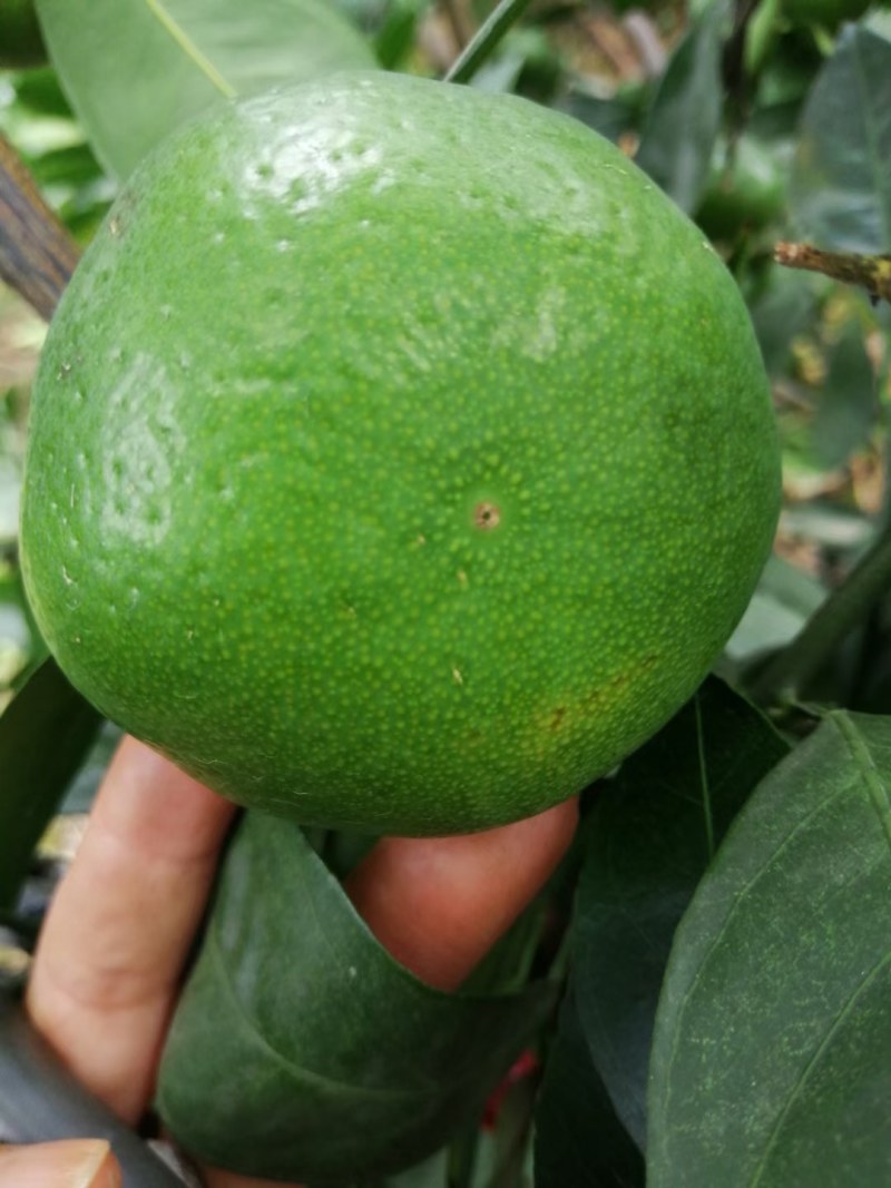 青皮特早蜜橘