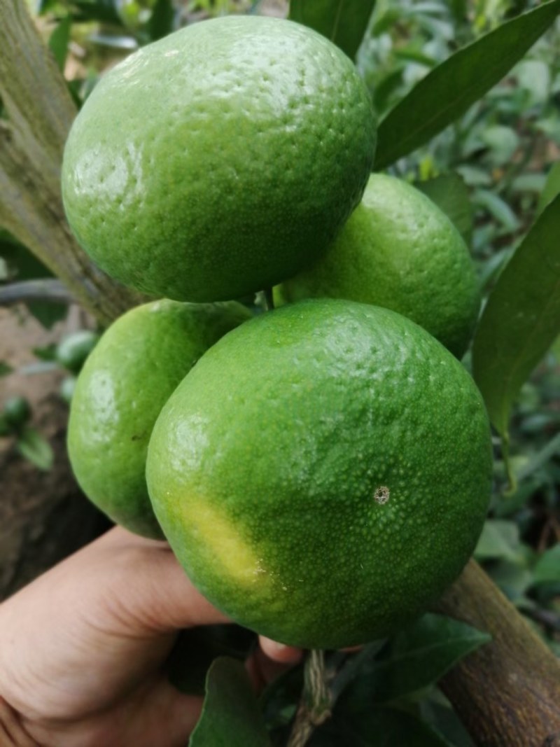 青皮特早蜜橘
