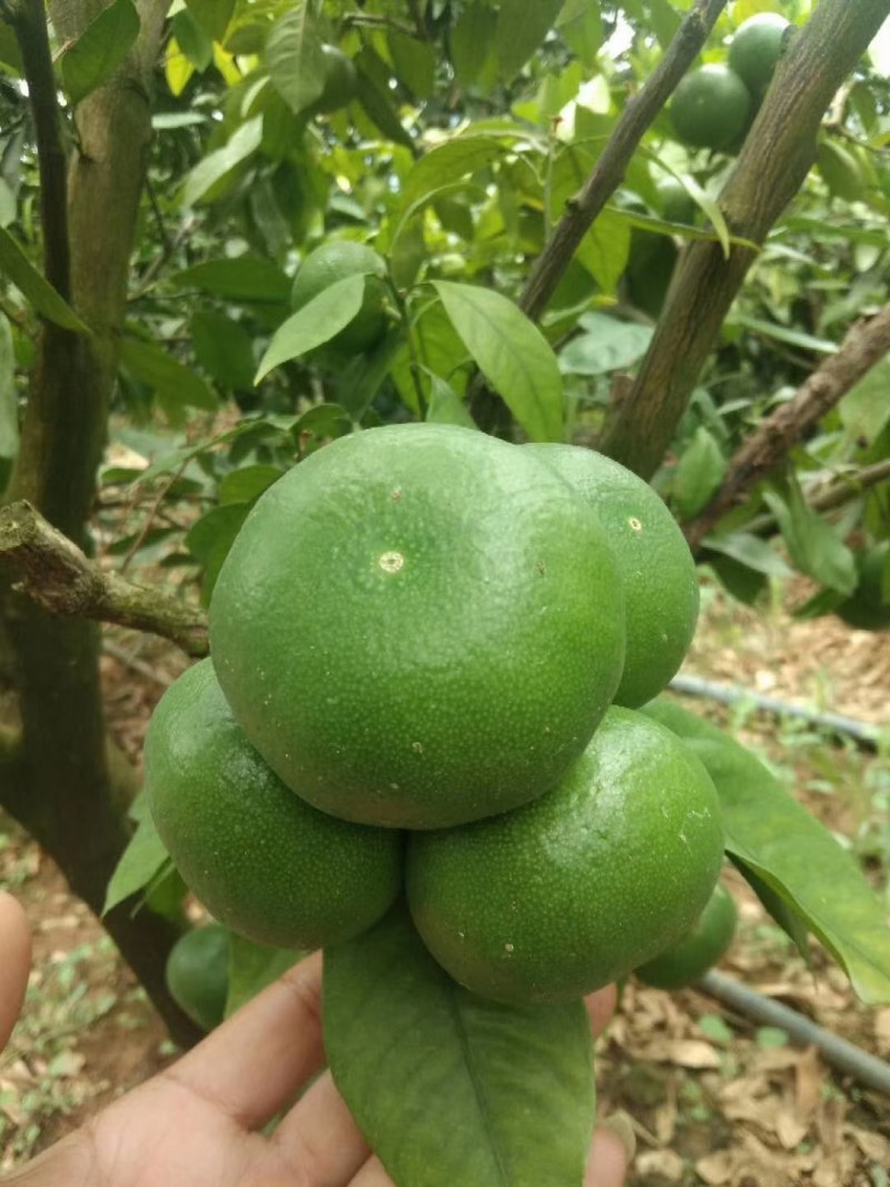 青皮特早蜜橘