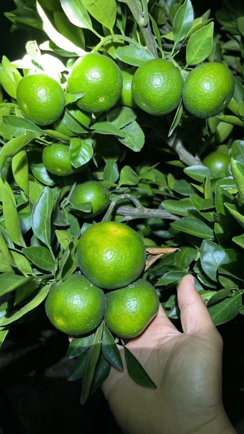 青皮特早蜜橘