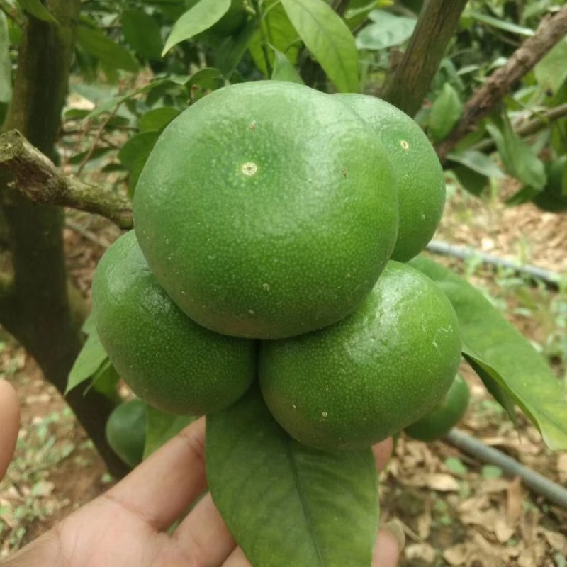 青皮特早蜜橘