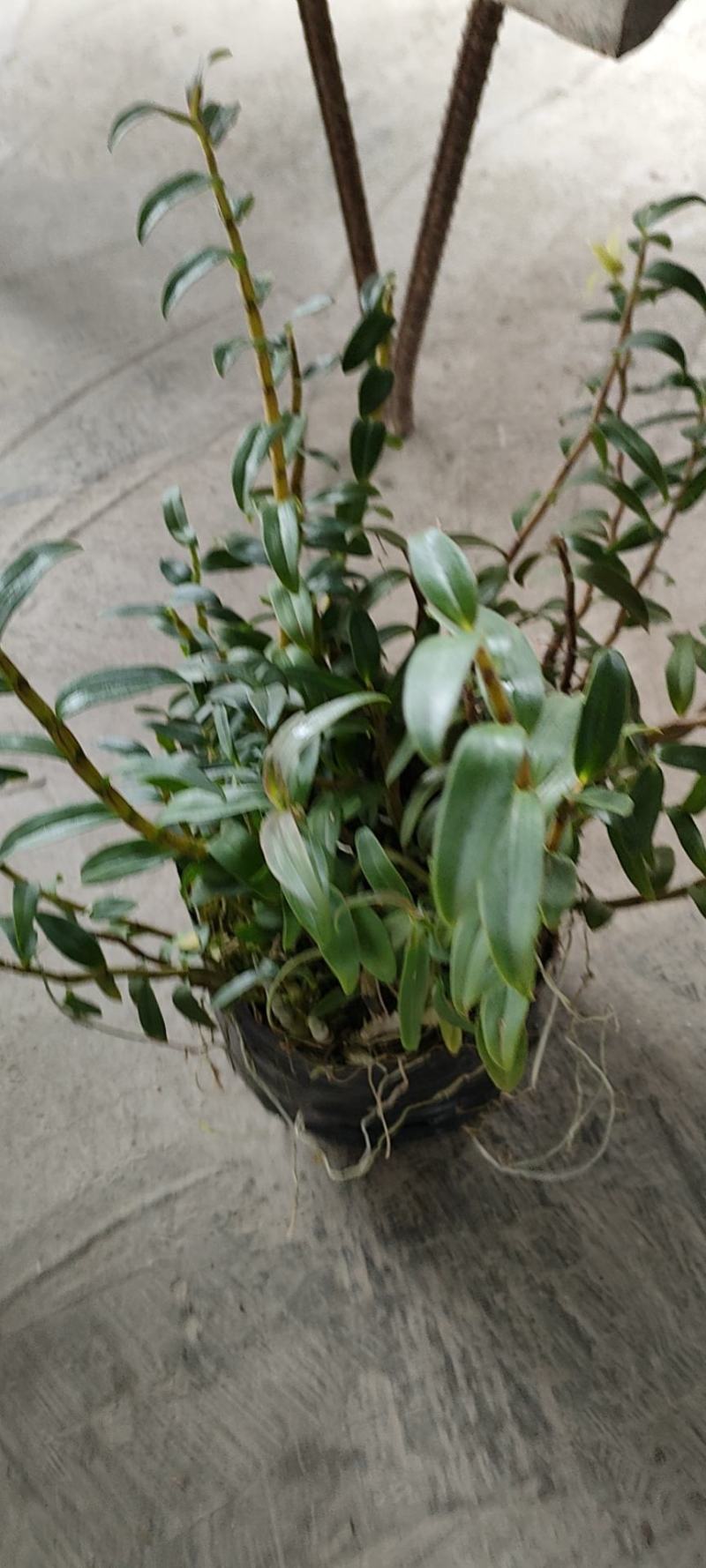 浙江雁荡山铁皮石斛原盆黑盆盆栽边种边吃量大从优