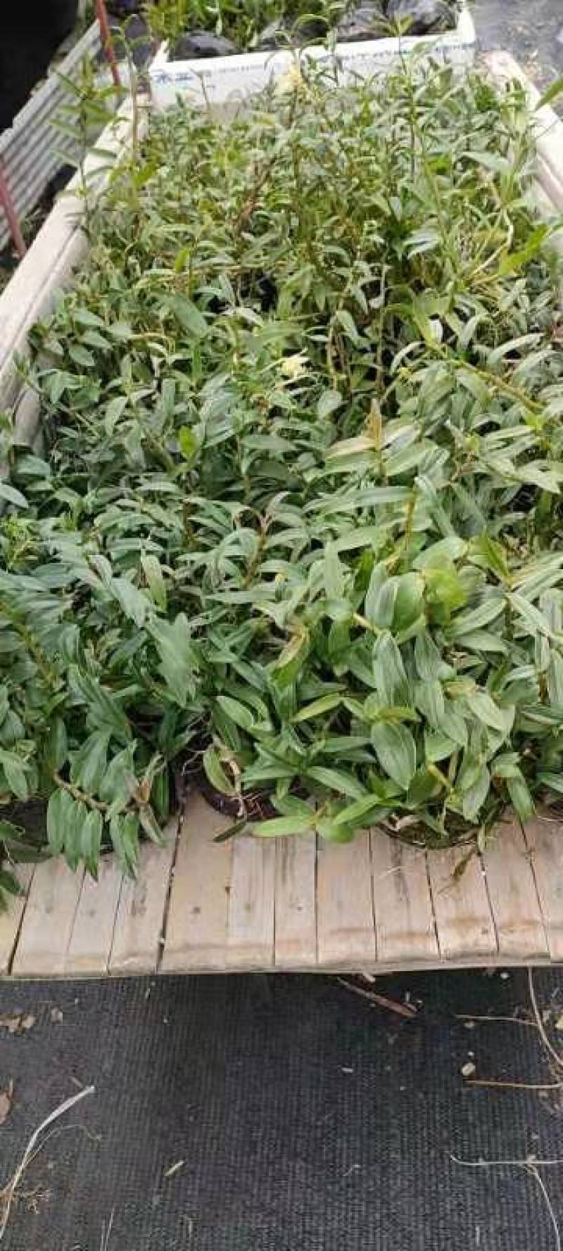 浙江雁荡山铁皮石斛原盆黑盆盆栽边种边吃量大从优