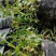 浙江雁荡山铁皮石斛原盆黑盆盆栽边种边吃量大从优