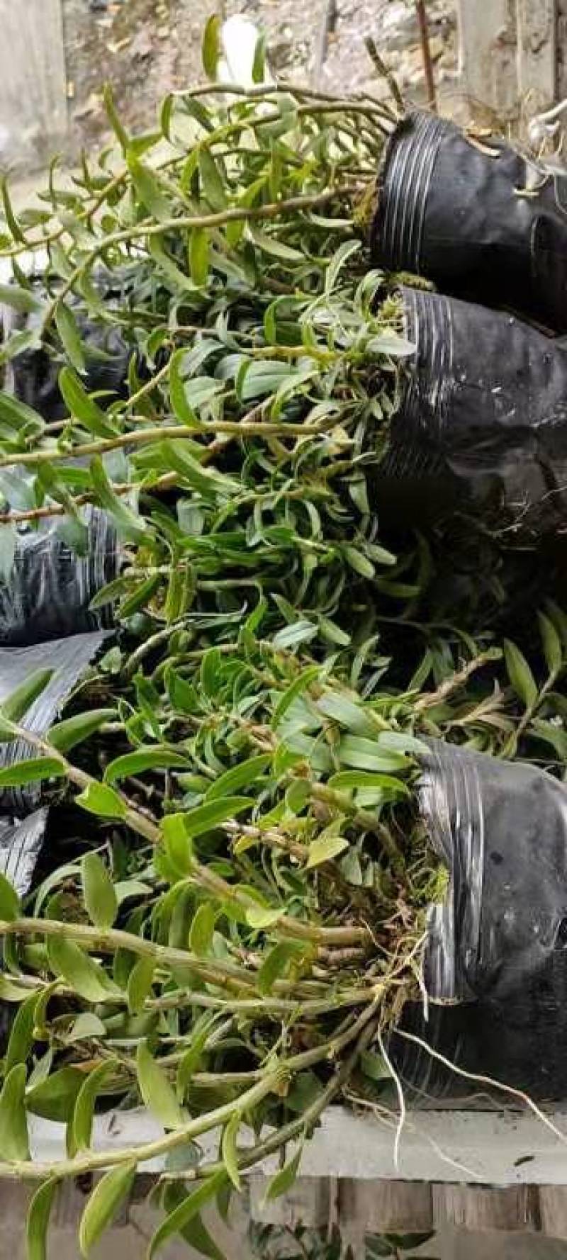 浙江雁荡山铁皮石斛原盆黑盆盆栽边种边吃量大从优