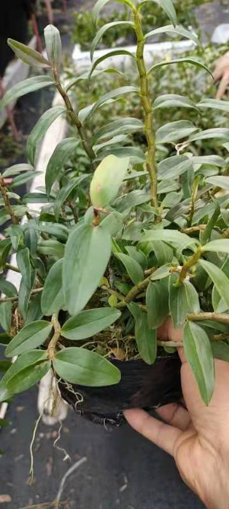 浙江雁荡山铁皮石斛原盆黑盆盆栽边种边吃量大从优