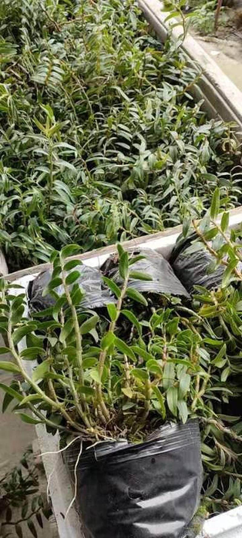 浙江雁荡山铁皮石斛原盆黑盆盆栽边种边吃量大从优