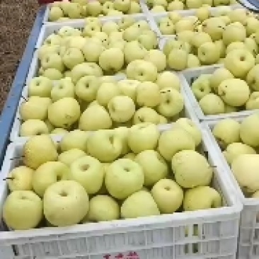 酥梨