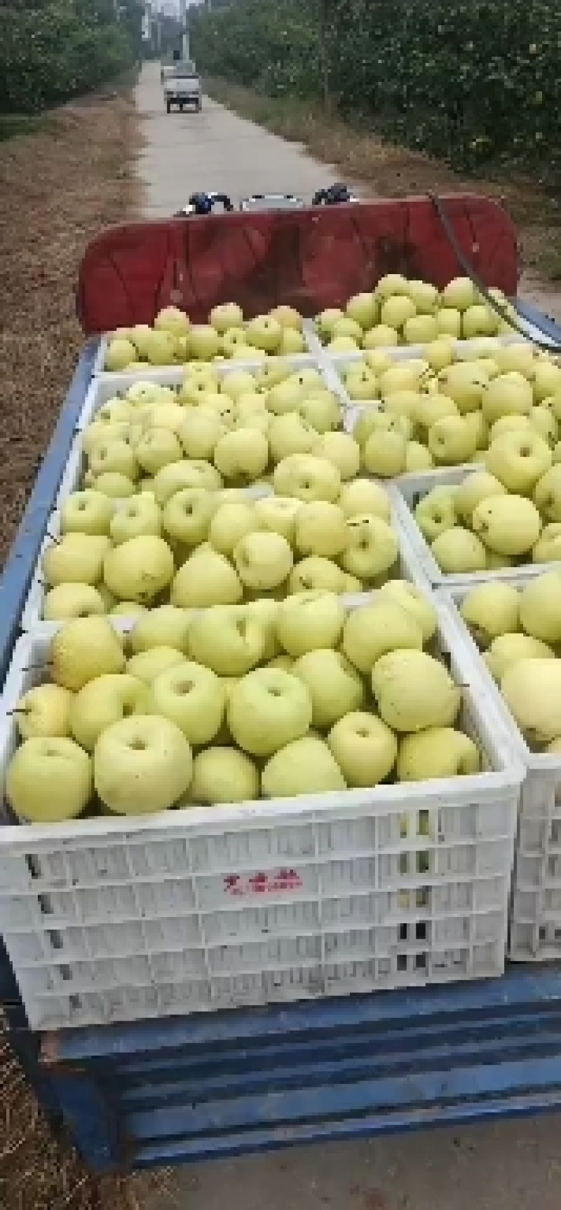 酥梨